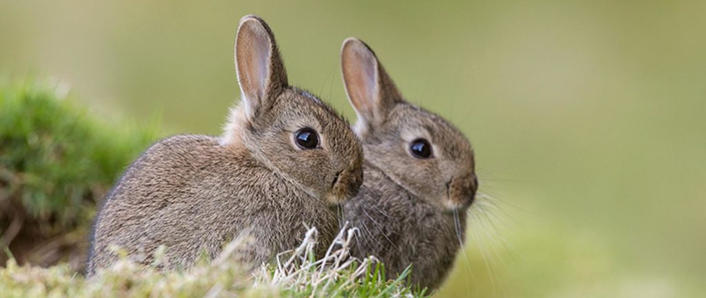Європейські кролики (Oryctolagus cuniculus)