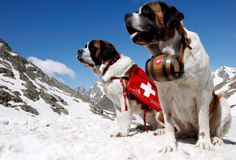 Сенбернари-рятівники