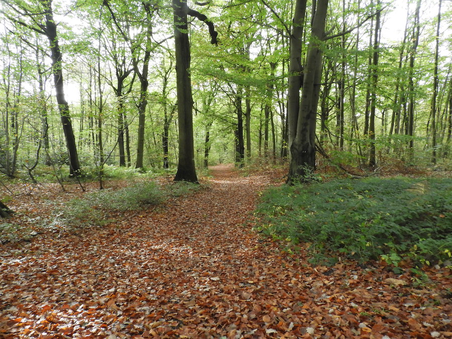 Вид на алею, спроєктовану Андре Ленотром у лісі Л'Іль-Адам. (Image DSCN0689)